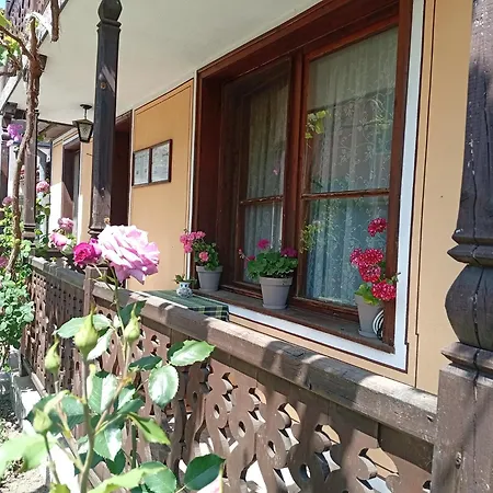 Guest Dona Koprivštica